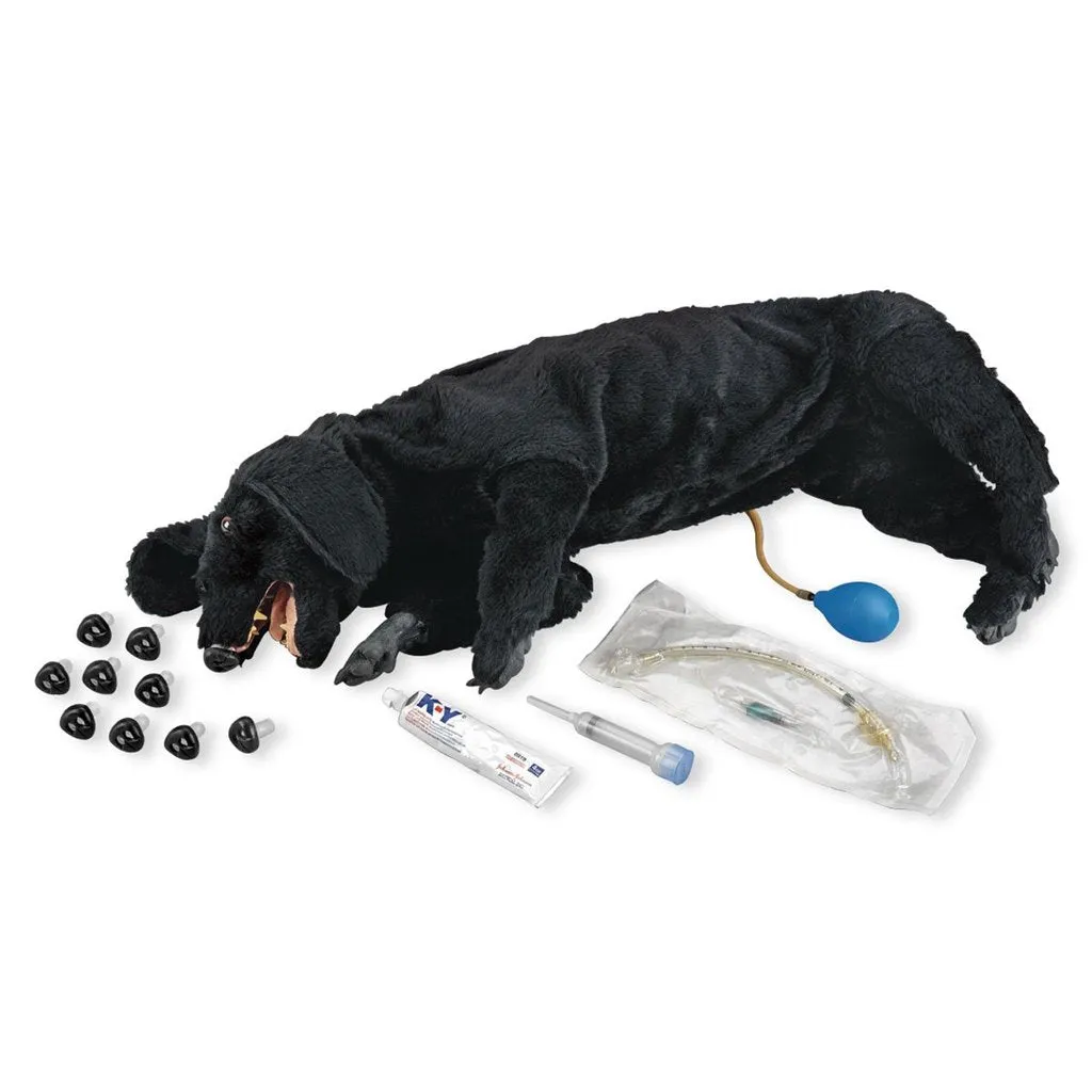Dog Cpr Basic Sanitary